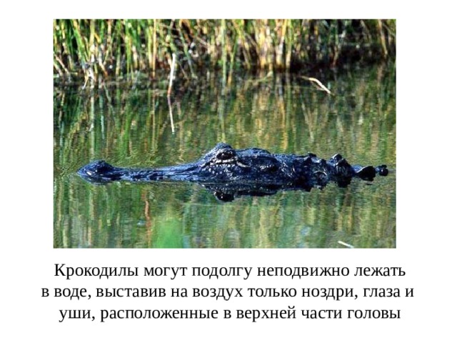 Крокодилы могут подолгу неподвижно лежать в воде, выставив на воздух только ноздри, глаза и уши, расположенные в верхней части головы 