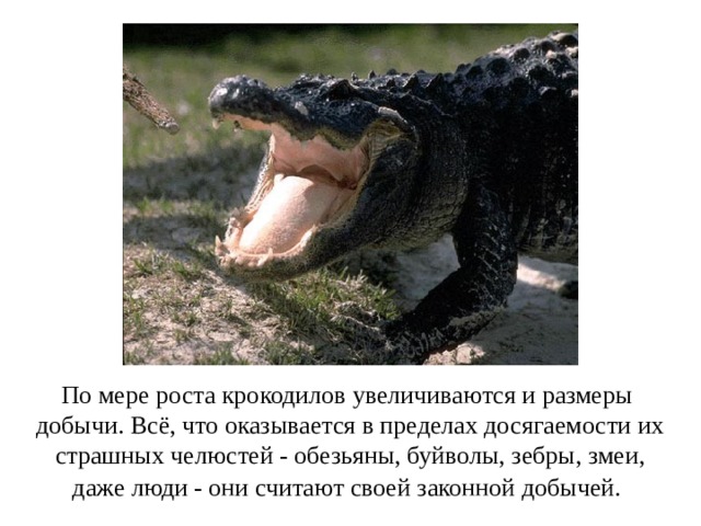 По мере роста крокодилов увеличиваются и размеры добычи. Всё, что оказывается в пределах досягаемости их страшных челюстей - обезьяны, буйволы, зебры, змеи, даже люди - они считают своей законной добычей.  