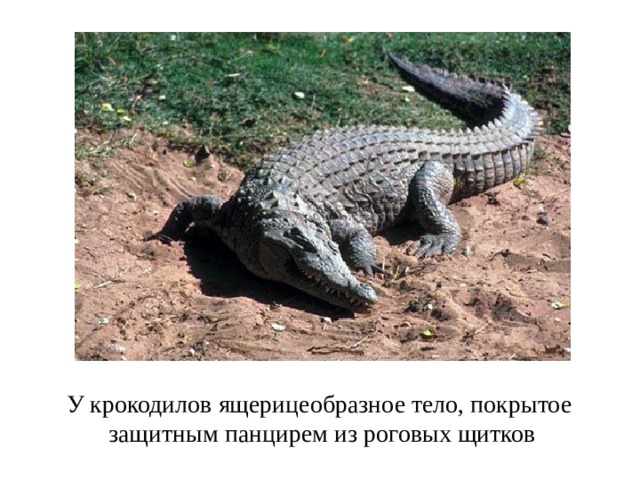 У крокодилов ящерицеобразное тело, покрытое защитным панцирем из роговых щитков 