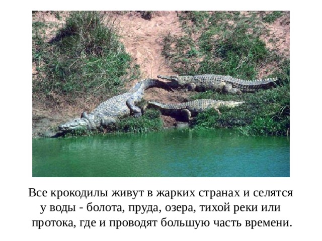 Все крокодилы живут в жарких странах и селятся у воды - болота, пруда, озера, тихой реки или протока, где и проводят большую часть времени. 