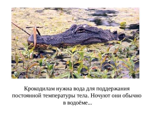 Крокодилам нужна вода для поддержания постоянной температуры тела. Ночуют они обычно в водоёме... 
