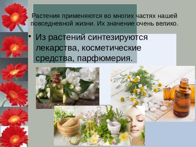 Растения применяются во многих частях нашей повседневной жизни. Их значение очень велико. Из растений синтезируются лекарства, косметические средства, парфюмерия. 