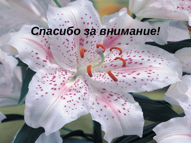 Спасибо за внимание! 