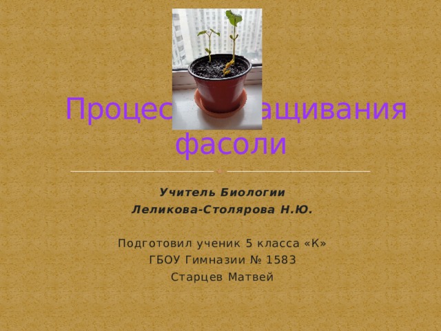  Процесс выращивания фасоли Учитель Биологии Леликова-Столярова Н.Ю. Подготовил ученик 5 класса «К» ГБОУ Гимназии № 1583 Старцев Матвей Москва, 2020 г.  