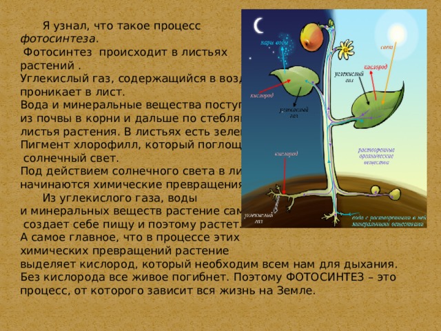  Я узнал, что такое процесс фотосинтеза .  Фотосинтез происходит в листьях растений . Углекислый газ, содержащийся в воздухе, проникает в лист. Вода и минеральные вещества поступают из почвы в корни и дальше по стеблям в листья растения. В листьях есть зеленый Пигмент хлорофилл, который поглощает  солнечный свет. Под действием солнечного света в листьях начинаются химические превращения.  Из углекислого газа, воды и минеральных веществ растение само  создает себе пищу и поэтому растет. А самое главное, что в процессе этих химических превращений растение выделяет кислород, который необходим всем нам для дыхания. Без кислорода все живое погибнет. Поэтому ФОТОСИНТЕЗ – это процесс, от которого зависит вся жизнь на Земле. 