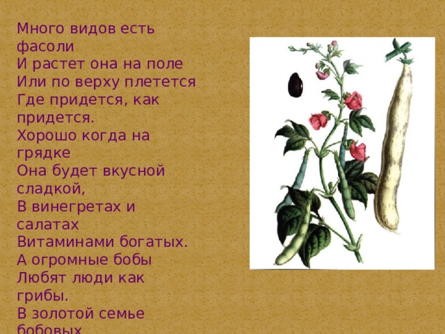 Много видов есть фасоли И растет она на поле Или по верху плетется Где придется, как придется. Хорошо когда на грядке Она будет вкусной сладкой, В винегретах и салатах Витаминами богатых. А огромные бобы Любят люди как грибы. В золотой семье бобовых Фасоль – не последний овощ. 