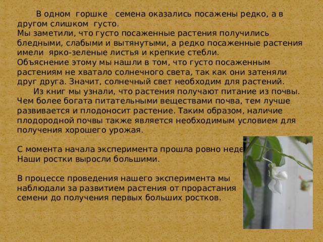   В одном горшке семена оказались посажены редко, а в другом слишком густо. Мы заметили, что густо посаженные растения получились бледными, слабыми и вытянутыми, а редко посаженные растения имели ярко-зеленые листья и крепкие стебли. Объяснение этому мы нашли в том, что густо посаженным растениям не хватало солнечного света, так как они затеняли друг друга. Значит, солнечный свет необходим для растений.  Из книг мы узнали, что растения получают питание из почвы. Чем более богата питательными веществами почва, тем лучше развивается и плодоносит растение. Таким образом, наличие плодородной почвы также является необходимым условием для получения хорошего урожая. С момента начала эксперимента прошла ровно неделя Наши ростки выросли большими. В процессе проведения нашего эксперимента мы наблюдали за развитием растения от прорастания семени до получения первых больших ростков. 