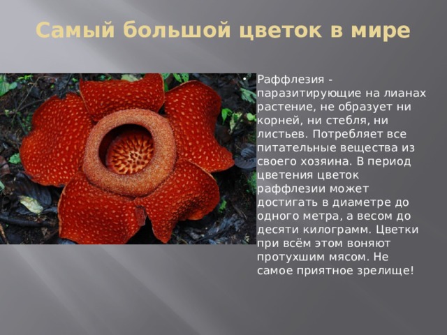 Самый большой цветок в мире   Раффлезия - паразитирующие на лианах растение, не образует ни корней, ни стебля, ни листьев. Потребляет все питательные вещества из своего хозяина. В период цветения цветок раффлезии может достигать в диаметре до одного метра, а весом до десяти килограмм. Цветки при всём этом воняют протухшим мясом. Не самое приятное зрелище! 