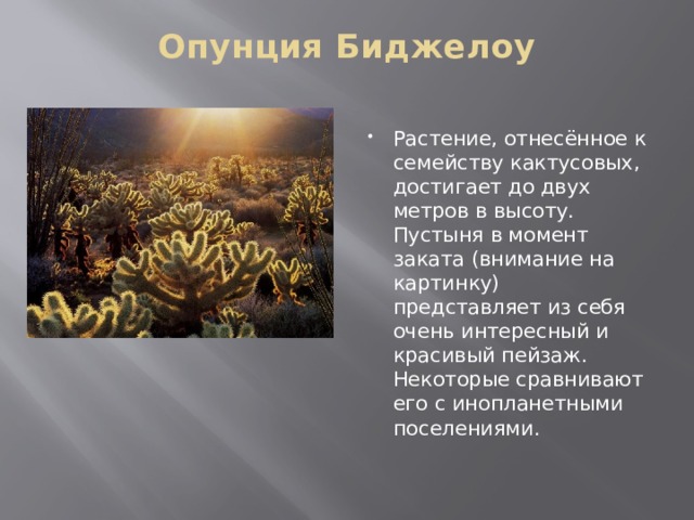 Опунция Биджелоу   Растение, отнесённое к семейству кактусовых, достигает до двух метров в высоту. Пустыня в момент заката (внимание на картинку) представляет из себя очень интересный и красивый пейзаж. Некоторые сравнивают его с инопланетными поселениями. 