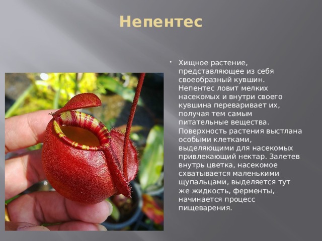 Непентес   Хищное растение, представляющее из себя своеобразный кувшин. Непентес ловит мелких насекомых и внутри своего кувшина переваривает их, получая тем самым питательные вещества. Поверхность растения выстлана особыми клетками, выделяющими для насекомых привлекающий нектар. Залетев внутрь цветка, насекомое схватывается маленькими щупальцами, выделяется тут же жидкость, ферменты, начинается процесс пищеварения. 