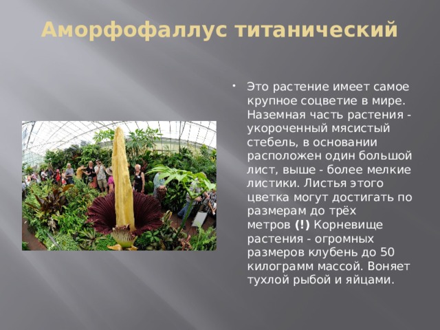 Аморфофаллус титанический   Это растение имеет самое крупное соцветие в мире. Наземная часть растения - укороченный мясистый стебель, в основании расположен один большой лист, выше - более мелкие листики. Листья этого цветка могут достигать по размерам до трёх метров  (!)  Корневище растения - огромных размеров клубень до 50 килограмм массой. Воняет тухлой рыбой и яйцами. 