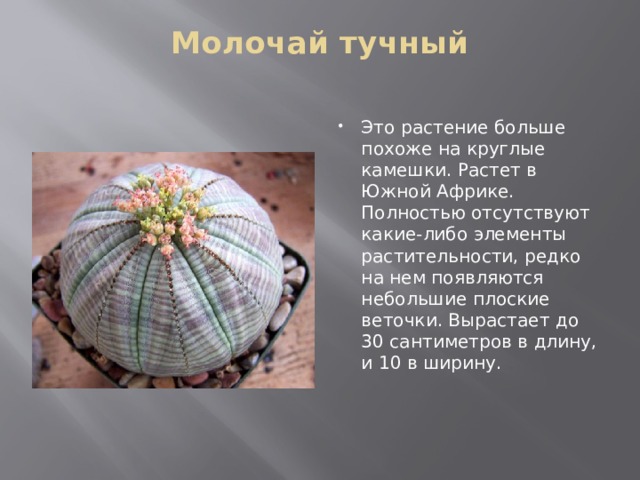 Молочай тучный   Это растение больше похоже на круглые камешки. Растет в Южной Африке. Полностью отсутствуют какие-либо элементы растительности, редко на нем появляются небольшие плоские веточки. Вырастает до 30 сантиметров в длину, и 10 в ширину. 
