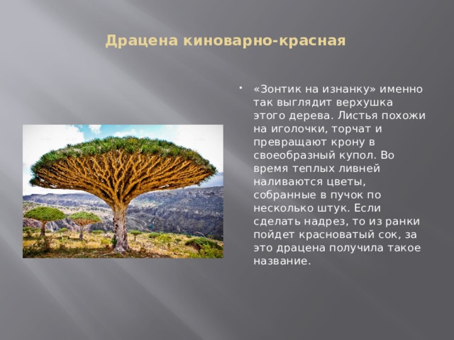 Драцена киноварно-красная    «Зонтик на изнанку» именно так выглядит верхушка этого дерева. Листья похожи на иголочки, торчат и превращают крону в своеобразный купол. Во время теплых ливней наливаются цветы, собранные в пучок по несколько штук. Если сделать надрез, то из ранки пойдет красноватый сок, за это драцена получила такое название. 