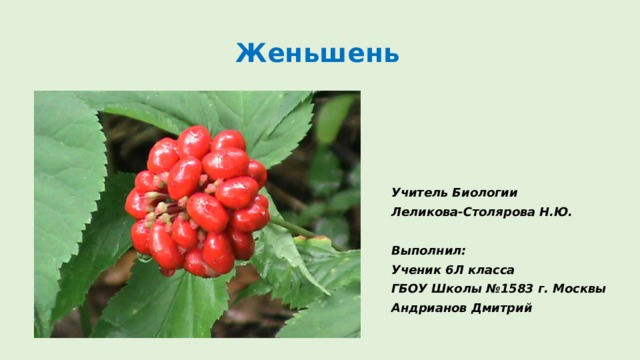 Женьшень Учитель Биологии Леликова-Столярова Н.Ю.  Выполнил: Ученик 6Л класса ГБОУ Школы №1583 г. Москвы Андрианов Дмитрий 