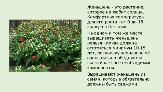 Женьшень - это растение, которое не любит солнце. Комфортная температура для его роста - от 0 до 15 градусов Цельсия. На одном и том же месте выращивать женьшень нельзя - почва должна отстояться минимум 10-15 лет, поскольку женьшень её очень сильно обедняет и вытягивает все необходимые компоненты. Выращивают женьшень из семян, которые обязательно должны быть свежими. 