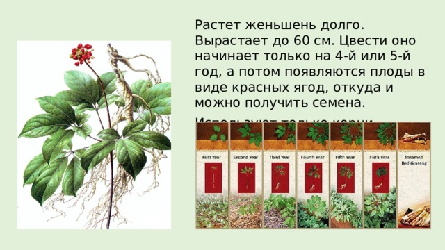 Растет женьшень долго. Вырастает до 60 см. Цвести оно начинает только на 4-й или 5-й год, а потом появляются плоды в виде красных ягод, откуда и можно получить семена. Используют только корни растения. 