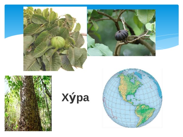 Ху́ра 