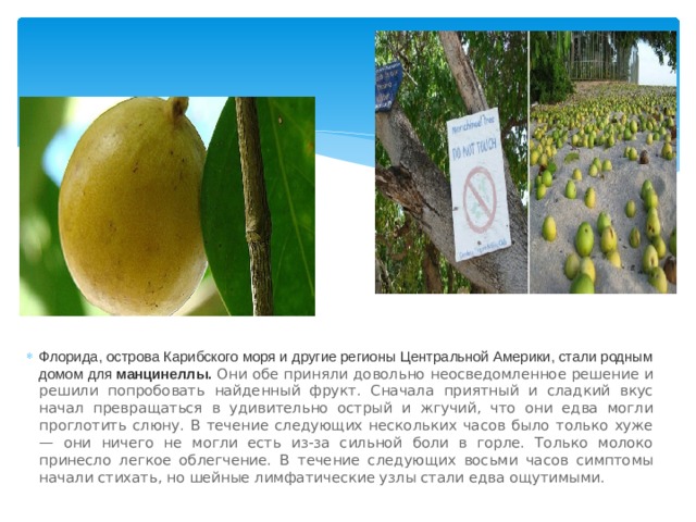 Флорида, острова Карибского моря и другие регионы Центральной Америки, стали родным домом для  манцинеллы. Они обе приняли довольно неосведомленное решение и решили попробовать найденный фрукт. Сначала приятный и сладкий вкус начал превращаться в удивительно острый и жгучий, что они едва могли проглотить слюну. В течение следующих нескольких часов было только хуже — они ничего не могли есть из-за сильной боли в горле. Только молоко принесло легкое облегчение. В течение следующих восьми часов симптомы начали стихать, но шейные лимфатические узлы стали едва ощутимыми. 
