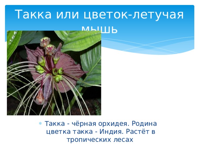 Такка или цветок-летучая мышь Такка - чёрная орхидея. Родина цветка такка - Индия. Растёт в тропических лесах 