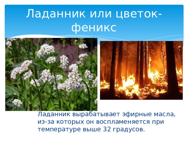 Ладанник или цветок-феникс Ладанник вырабатывает эфирные масла, из-за которых он воспламеняется при температуре выше 32 градусов. 
