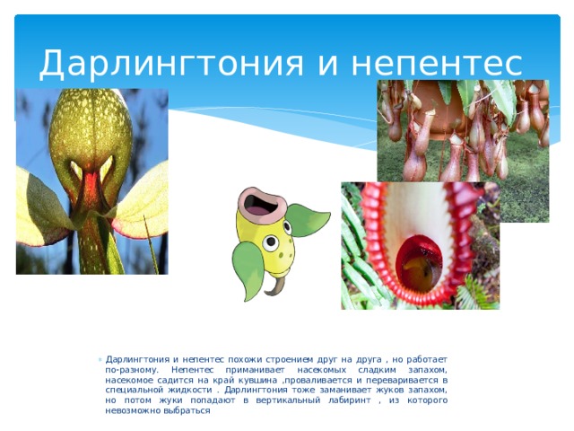 Дарлингтония и непентес Дарлингтония и непентес похожи строением друг на друга , но работает по-разному. Непентес приманивает насекомых сладким запахом, насекомое садится на край кувшина ,проваливается и переваривается в специальной жидкости . Дарлингтония тоже заманивает жуков запахом, но потом жуки попадают в вертикальный лабиринт , из которого невозможно выбраться 