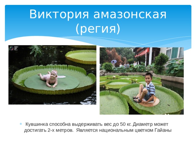 Виктория амазонская (регия)   Кувшинка способна выдерживать вес до 50 кг. Диаметр может достигать 2-х метров.  Является национальным цветком Гайаны  