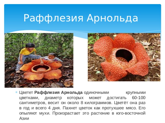 Раффлезия Арнольда Цветет  Раффлезия   Арнольда  одиночными крупными цветками, диаметр которых может достигать 60-100 сантиметров, весит он около 8 килограммов. Цветёт она раз в год и всего 4 дня. Пахнет цветок как протухшее мясо. Его опыляют мухи. Произрастает это растение в юго-восточной Азии 