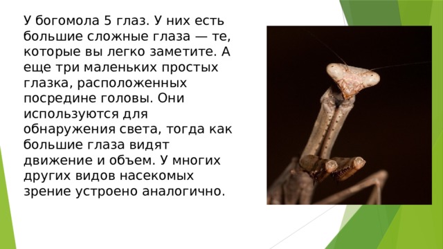 У богомола 5 глаз. У них есть большие сложные глаза — те, которые вы легко заметите. А еще три маленьких простых глазка, расположенных посредине головы. Они используются для обнаружения света, тогда как большие глаза видят движение и объем. У многих других видов насекомых зрение устроено аналогично.                                              