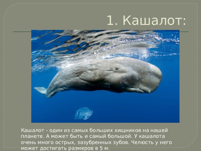 1. Кашалот: Кашалот - один из самых больших хищников на нашей планете. А может быть и самый большой. У кашалота очень много острых, зазубренных зубов. Челюсть у него может достигать размеров в 5 м.  