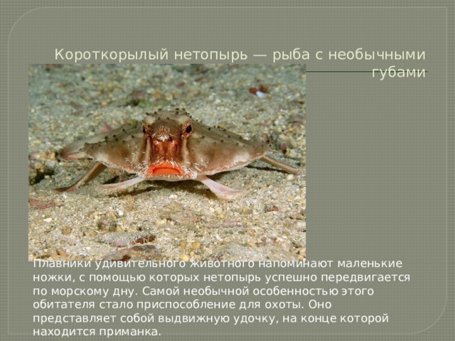 Короткорылый нетопырь — рыба с необычными губами   Плавники удивительного животного напоминают маленькие ножки, с помощью которых нетопырь успешно передвигается по морскому дну. Самой необычной особенностью этого обитателя стало приспособление для охоты. Оно представляет собой выдвижную удочку, на конце которой находится приманка.    