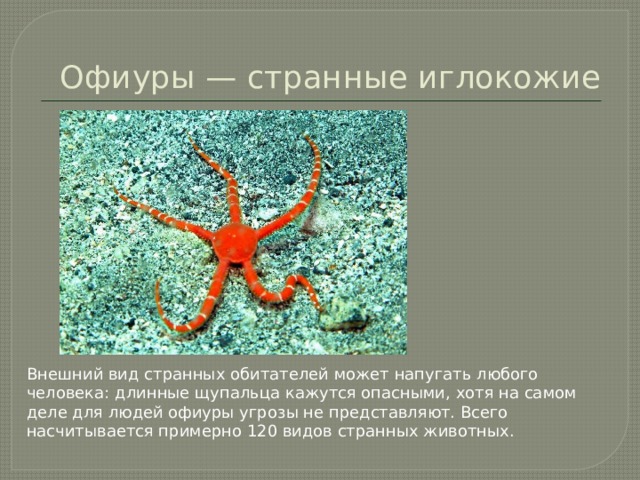 Офиуры — странные иглокожие Внешний вид странных обитателей может напугать любого человека: длинные щупальца кажутся опасными, хотя на самом деле для людей офиуры угрозы не представляют. Всего насчитывается примерно 120 видов странных животных.   