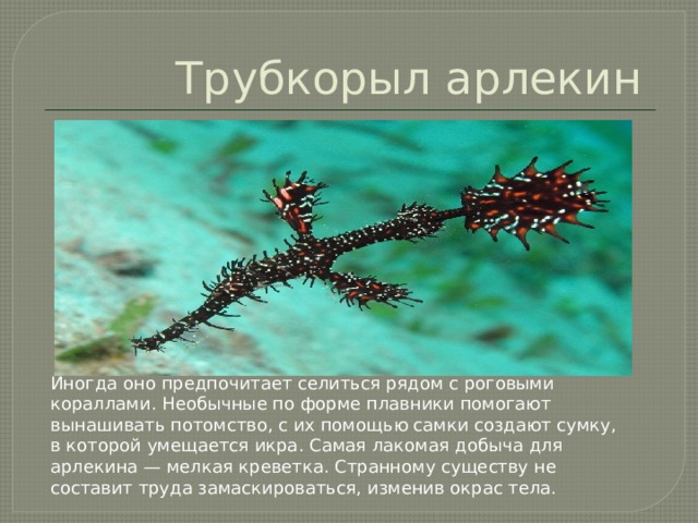 Трубкорыл арлекин  Иногда оно предпочитает селиться рядом с роговыми кораллами. Необычные по форме плавники помогают вынашивать потомство, с их помощью самки создают сумку, в которой умещается икра. Самая лакомая добыча для арлекина — мелкая креветка. Странному существу не составит труда замаскироваться, изменив окрас тела.   