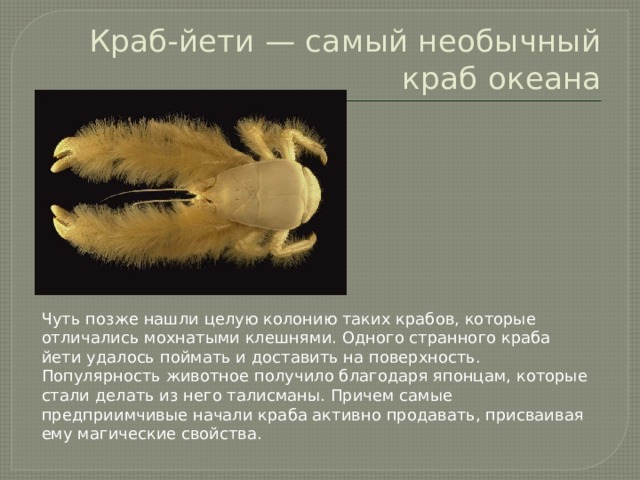Краб-йети — самый необычный краб океана Чуть позже нашли целую колонию таких крабов, которые отличались мохнатыми клешнями. Одного странного краба йети удалось поймать и доставить на поверхность. Популярность животное получило благодаря японцам, которые стали делать из него талисманы. Причем самые предприимчивые начали краба активно продавать, присваивая ему магические свойства.   