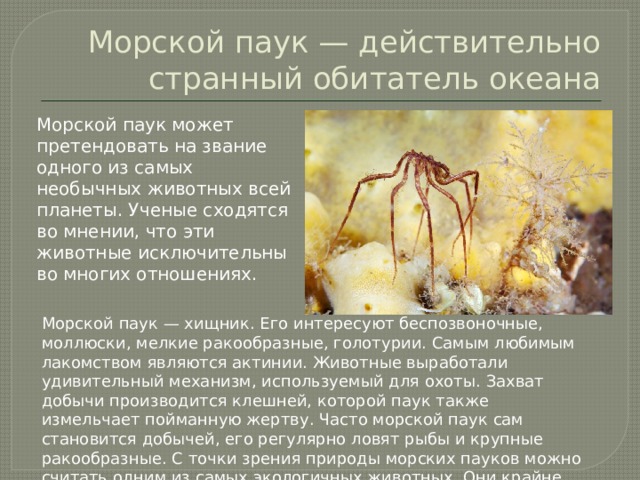 Морской паук — действительно странный обитатель океана Морской паук может претендовать на звание одного из самых необычных животных всей планеты. Ученые сходятся во мнении, что эти животные исключительны во многих отношениях.   Морской паук — хищник. Его интересуют беспозвоночные, моллюски, мелкие ракообразные, голотурии. Самым любимым лакомством являются актинии. Животные выработали удивительный механизм, используемый для охоты. Захват добычи производится клешней, которой паук также измельчает пойманную жертву. Часто морской паук сам становится добычей, его регулярно ловят рыбы и крупные ракообразные. С точки зрения природы морских пауков можно считать одним из самых экологичных животных. Они крайне редко поедают актинию целиком.  