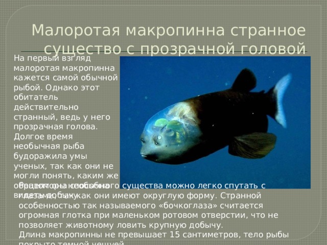 Малоротая макропинна странное существо с прозрачной головой На первый взгляд малоротая макропинна кажется самой обычной рыбой. Однако этот обитатель действительно странный, ведь у него прозрачная голова. Долгое время необычная рыба будоражила умы ученых, так как они не могли понять, каким же образом она способна видеть добычу.    Рецепторы необычного существа можно легко спутать с глазами, так как они имеют округлую форму. Странной особенностью так называемого «бочкоглаза» считается огромная глотка при маленьком ротовом отверстии, что не позволяет животному ловить крупную добычу. Длина макропинны не превышает 15 сантиметров, тело рыбы покрыто темной чешуей. 
