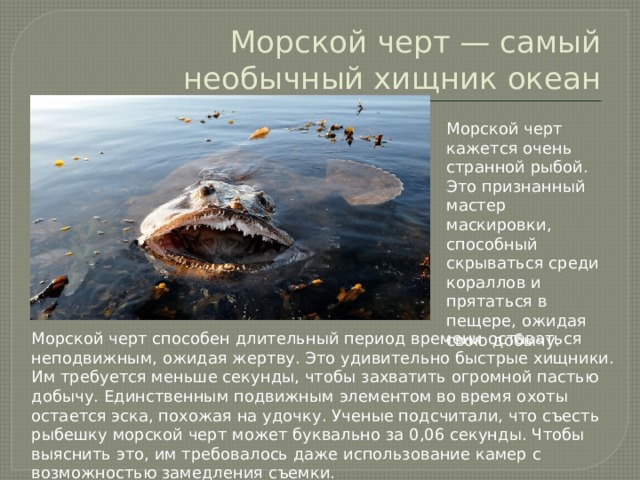 Морской черт — самый необычный хищник океан Морской черт кажется очень странной рыбой. Это признанный мастер маскировки, способный скрываться среди кораллов и прятаться в пещере, ожидая свою добычу.   Морской черт способен длительный период времени оставаться неподвижным, ожидая жертву. Это удивительно быстрые хищники. Им требуется меньше секунды, чтобы захватить огромной пастью добычу. Единственным подвижным элементом во время охоты остается эска, похожая на удочку. Ученые подсчитали, что съесть рыбешку морской черт может буквально за 0,06 секунды. Чтобы выяснить это, им требовалось даже использование камер с возможностью замедления съемки.   