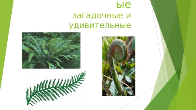 Папоротникообразные  загадочные и удивительные 