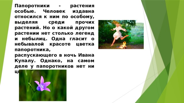 Папоротники - растения особые. Человек издавна относился к ним по особому, выделяя среди прочих растений. Но о какой другом растении нет столько легенд и небылиц. Одна гласит о небывалой красоте цветка папоротника, распускающего в ночь Ивана Купалу. Однако, на самом деле у папоротников нет ни цветов, ни плодов. 