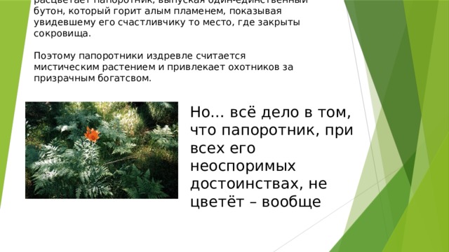 По легенде, один раз в году, в ночь на Ивана Купала, расцветает папоротник, выпуская один-единственный бутон, который горит алым пламенем, показывая увидевшему его счастливчику то место, где закрыты сокровища.    Поэтому папоротники издревле считается мистическим растением и привлекает охотников за призрачным богатсвом.   Но… всё дело в том, что папоротник, при всех его неоспоримых достоинствах, не цветёт – вообще 