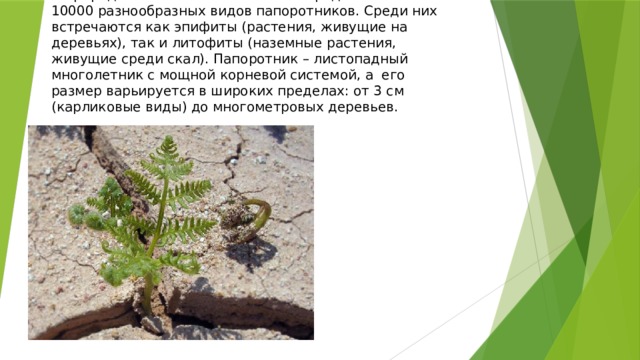 В природе насчитывается около 300 родов и более 10000 разнообразных видов папоротников. Среди них встречаются как эпифиты (растения, живущие на деревьях), так и литофиты (наземные растения, живущие среди скал). Папоротник – листопадный многолетник с мощной корневой системой, а его размер варьируется в широких пределах: от 3 см (карликовые виды) до многометровых деревьев. 