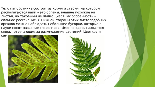 Тело папоротника состоит из корня и стебля, на котором располагаются вайи – это органы, внешне похожие на листья, но таковыми не являющиеся. Их особенность – сильное рассечение. С нижней стороны этих листоподобных органов можно наблюдать небольшие бугорки, которые в науке носят название спорангиев. Именно здесь находятся споры, отвечающие за размножение растений. Цветков и семян у папоротников нет. 