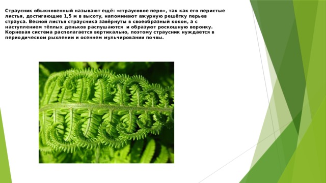 Страусник обыкновенный называют ещё: «страусовое перо», так как его перистые листья, достигающие 1,5 м в высоту, напоминают ажурную решётку перьев страуса. Весной листья страусника завёрнуты в своеобразный кокон, а с наступлением тёплых деньков распушаются и образуют роскошную воронку. Корневая система располагается вертикально, поэтому страусник нуждается в периодическом рыхлении и осеннем мульчировании почвы. 