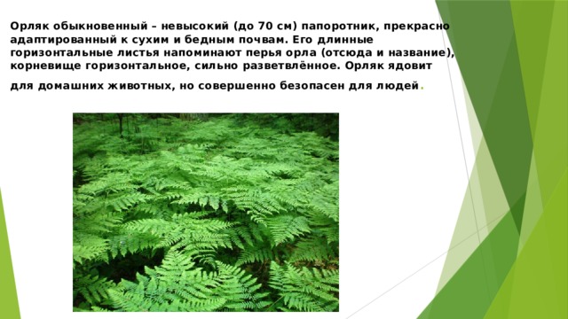 Орляк обыкновенный – невысокий (до 70 см) папоротник, прекрасно адаптированный к сухим и бедным почвам. Его длинные горизонтальные листья напоминают перья орла (отсюда и название), корневище горизонтальное, сильно разветвлённое. Орляк ядовит для домашних животных, но совершенно безопасен для людей . 