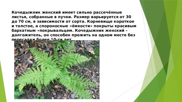 Кочедыжник женский имеет сильно рассечённые листья, собранные в пучки. Размер варьируется от 30 до 70 см, в зависимости от сорта. Корневище короткое и толстое, а спороносные «ёмкости» покрыты красивым бархатным «покрывальцем. Кочедыжник женский – долгожитель, он способен прожить на одном месте без пересадки более 10-ти лет.   