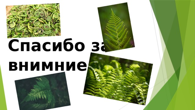 Спасибо за внимние 