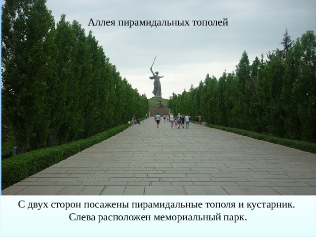 Аллея пирамидальных тополей С двух сторон посажены пирамидальные тополя и кустарник. Слева расположен мемориальный парк.   