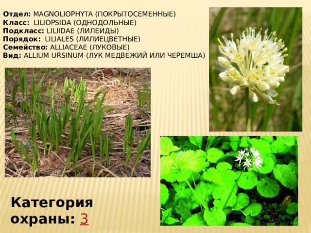 Отдел:  MAGNOLIOPHYTA (ПОКРЫТОСЕМЕННЫЕ) Класс:   LILIOPSIDA (ОДНОДОЛЬНЫЕ) Подкласс: LILIIDAE (ЛИЛЕИДЫ) Порядок:   LILIALES (ЛИЛИЕЦВЕТНЫЕ) Семейство:  ALLIACEAE (ЛУКОВЫЕ) Вид: ALLIUM URSINUM (ЛУК МЕДВЕЖИЙ ИЛИ ЧЕРЕМША) Категория охраны:   3 
