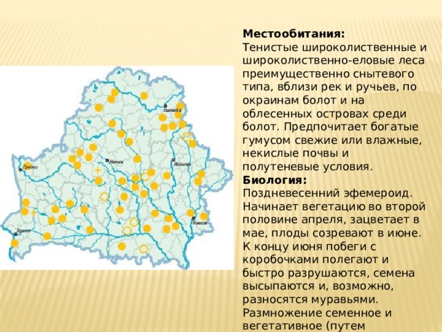 Местообитания:  Тенистые широколиственные и широколиственно-еловые леса преимущественно снытевого типа, вблизи рек и ручьев, по окраинам болот и на облесенных островах среди болот. Предпочитает богатые гумусом свежие или влажные, некислые почвы и полутеневые условия. Биология:  Поздневесенний эфемероид. Начинает вегетацию во второй половине апреля, зацветает в мае, плоды созревают в июне. К концу июня побеги с коробочками полегают и быстро разрушаются, семена высыпаются и, возможно, разносятся муравьями. Размножение семенное и вегетативное (путем образования дочерних луковиц). 