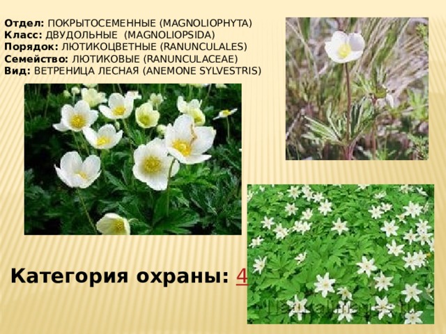Отдел:  ПОКРЫТОСЕМЕННЫЕ (MAGNOLIOPHYTA) Класс:  ДВУДОЛЬНЫЕ (MAGNOLIOPSIDA) Порядок:  ЛЮТИКОЦВЕТНЫЕ (RANUNCULALES) Семейство:  ЛЮТИКОВЫЕ (RANUNCULACEAE) Вид: ВЕТРЕНИЦА ЛЕСНАЯ (ANEMONE SYLVESTRIS)   Категория охраны:   4 