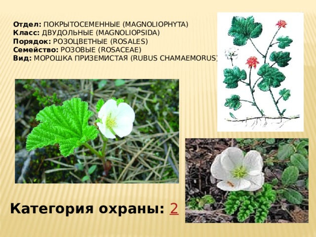 Отдел:  ПОКРЫТОСЕМЕННЫЕ (MAGNOLIOPHYTA) Класс:  ДВУДОЛЬНЫЕ (MAGNOLIOPSIDA) Порядок:  РОЗОЦВЕТНЫЕ (ROSALES) Семейство:  РОЗОВЫЕ (ROSACEAE) Вид:  МОРОШКА ПРИЗЕМИСТАЯ (RUBUS CHAMAEMORUS) Категория охраны:   2 